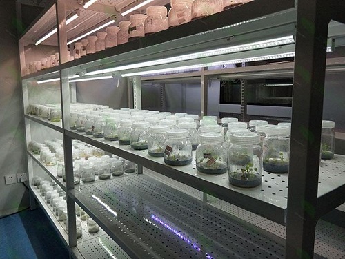 南阳植物组织培养实验室设计建设方案